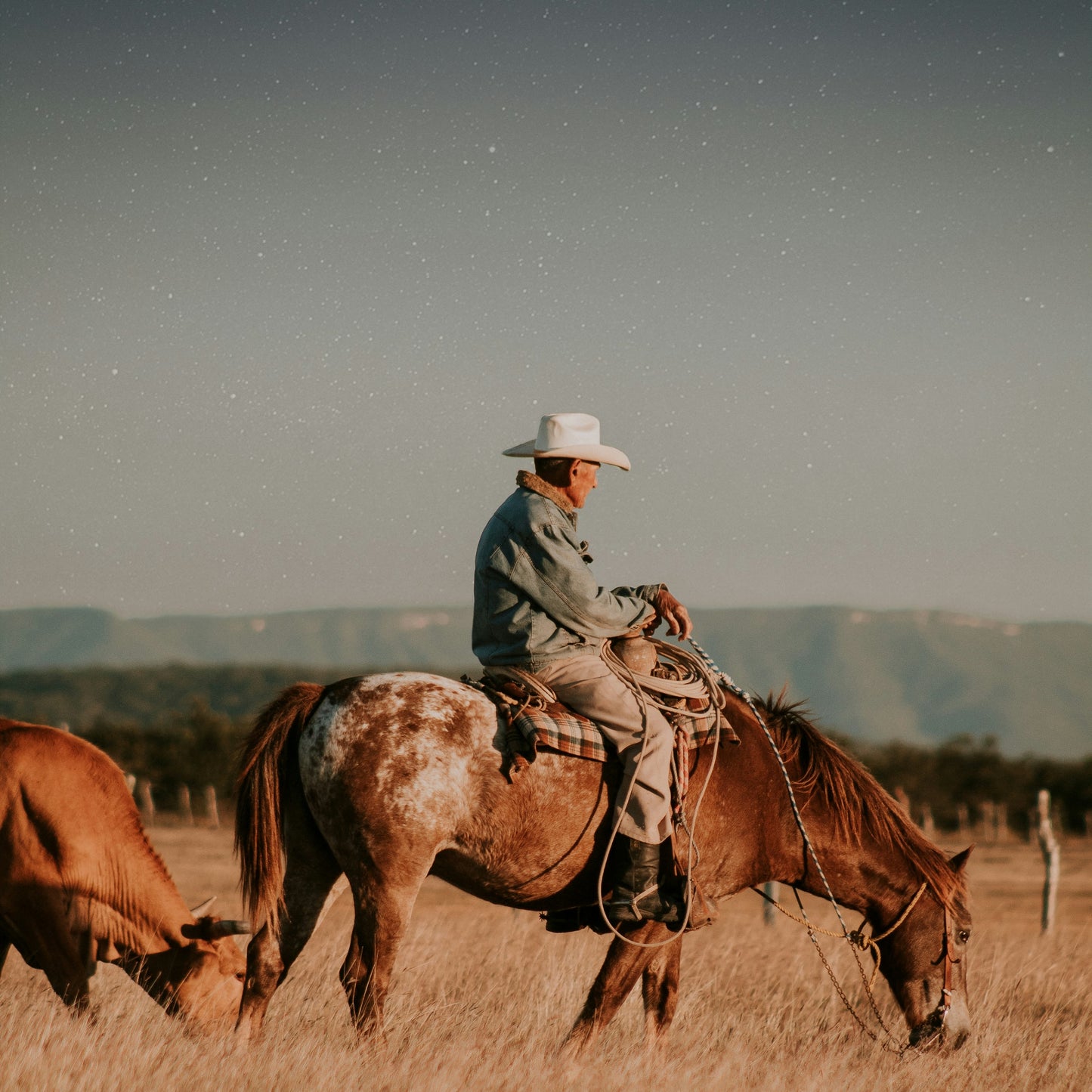 Cowboy Tears