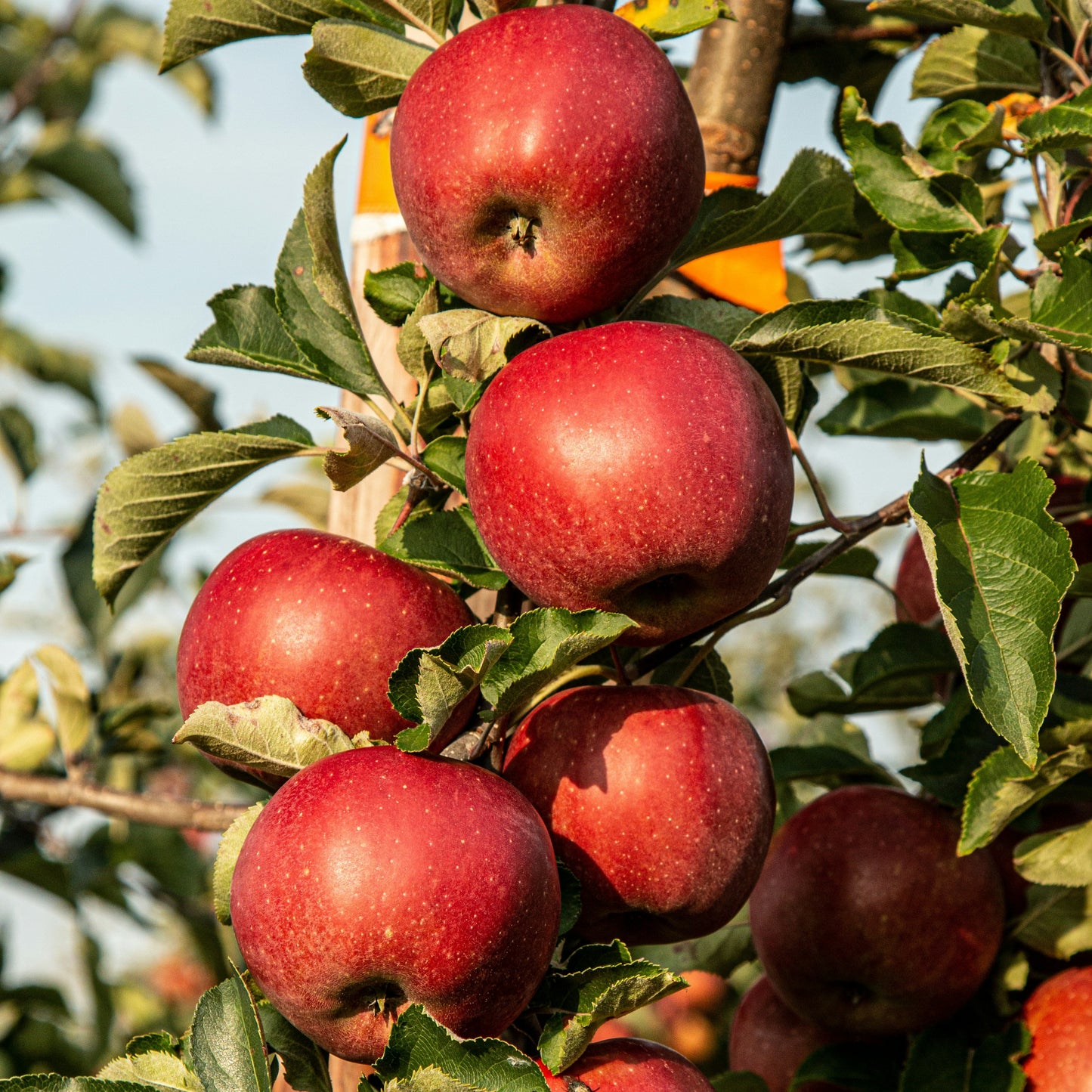 Apple Harvest