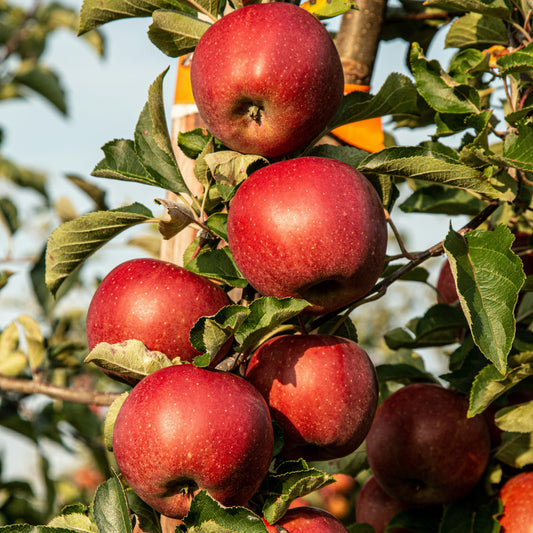 Apple Harvest