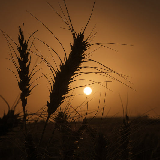 Golden Hour